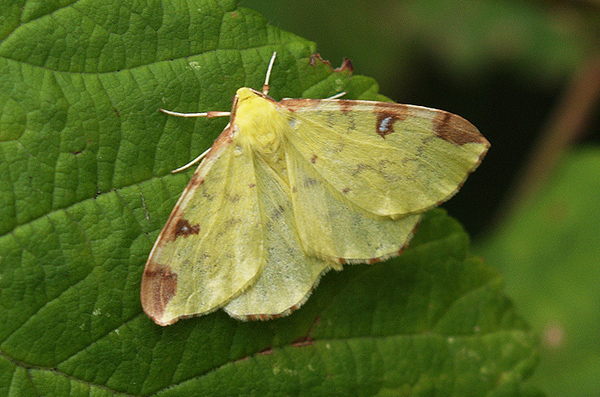 due entro l''oasi del Carmine: Opisthograptis luteolata e Nychiodes (Nychiodes) obscuraria